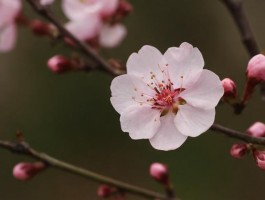 双子座真的烂桃花很多吗